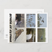 Carte postale Oiseaux de Chypre (Devant / Derrière)