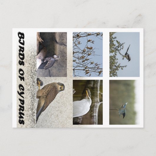 Carte postale Oiseaux de Chypre (Devant)
