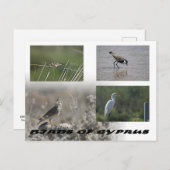 Carte postale Oiseaux de Chypre (Devant / Derrière)