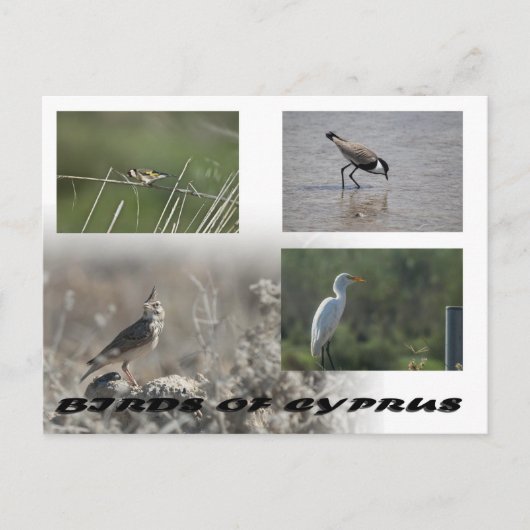 Carte postale Oiseaux de Chypre (Devant)