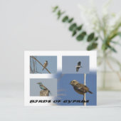 Carte postale Oiseaux de Chypre (Debout devant)
