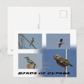 Carte postale Oiseaux de Chypre (Devant / Derrière)