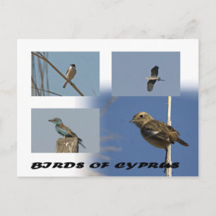 Carte postale Oiseaux de Chypre