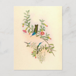 Carte Postale Oiseaux de colibri Fleurs Animaux floraux Faune