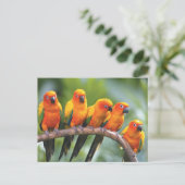 Carte Postale Oiseaux de couleur (Debout devant)