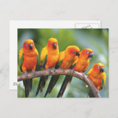 Carte Postale Oiseaux de couleur (Devant / Derrière)