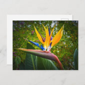 Carte Postale Oiseaux De Fleur Paradisiaque (Devant / Derrière)