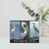 Carte Postale oiseaux de Floride (Debout devant)