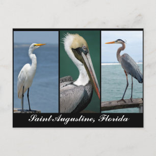 Carte Postale oiseaux de Floride