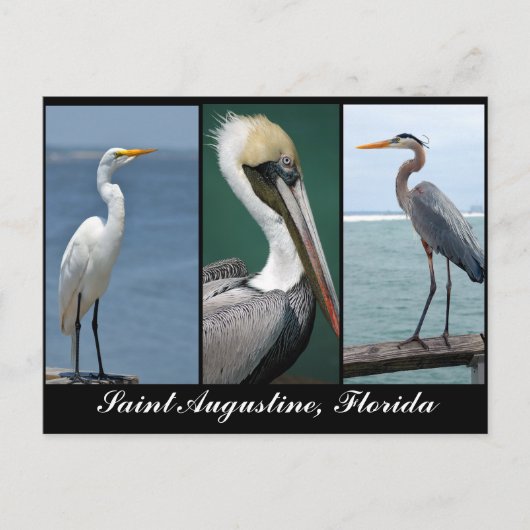 Carte Postale oiseaux de Floride (Devant)