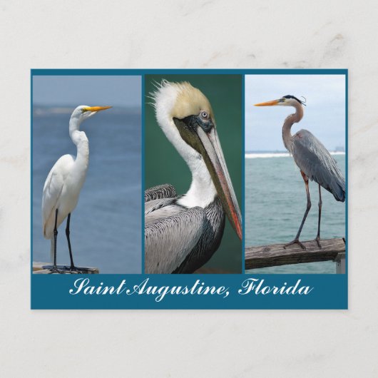 Carte Postale oiseaux de Floride (Devant)