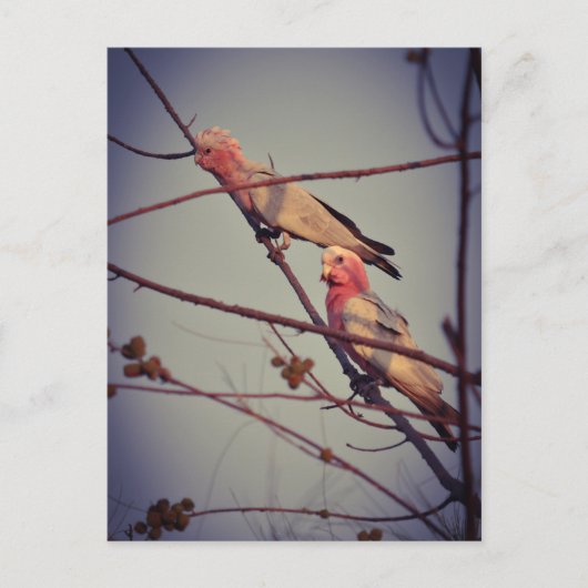 Carte Postale Oiseaux de Galah dans l'arbre2 (Devant)