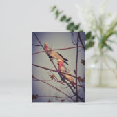 Carte Postale Oiseaux de Galah dans l'arbre 1 (Debout devant)