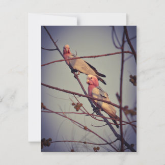 Carte Postale Oiseaux de Galah dans l'arbre 1
