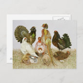 Carte Postale Oiseaux de jeu (Devant / Derrière)