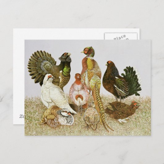 Carte Postale Oiseaux de jeu (Devant / Derrière)