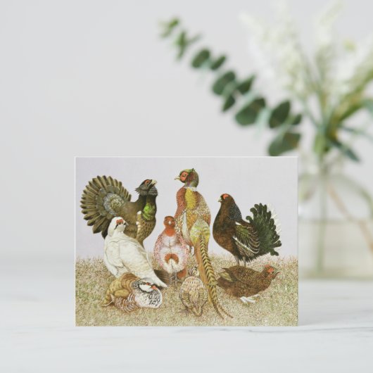 Carte Postale Oiseaux de jeu (Debout devant)