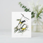 Carte Postale Oiseaux de John James Audubon de fauvette de (Debout devant)