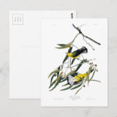 Carte Postale Oiseaux de John James Audubon de fauvette de (Devant / Derrière)