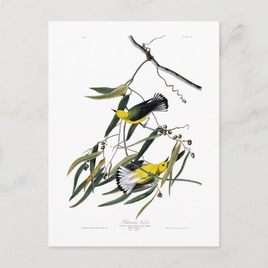 Carte Postale Oiseaux de John James Audubon de fauvette de (Devant)