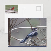 Carte Postale Oiseaux de la vallée de Shenandoah : Jay bleu/Card (Devant / Derrière)