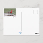 Carte Postale Oiseaux de la vallée de Shenandoah : Jay bleu/Card (Dos)