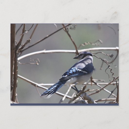 Carte Postale Oiseaux de la vallée de Shenandoah : Jay bleu/Card (Devant)