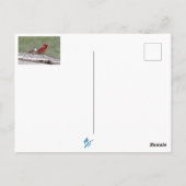 Carte Postale Oiseaux de la vallée de Shenandoah : Jay bleu/Card (Dos)