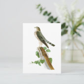 Carte Postale Oiseaux de Le Petit Caporal John Audubon de (Debout devant)