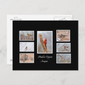 Carte Postale Oiseaux de Madera Canyon Arizona (Devant / Derrière)