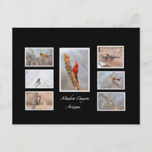 Carte Postale Oiseaux de Madera Canyon Arizona