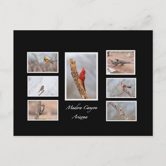 Carte Postale Oiseaux de Madera Canyon Arizona (Devant)