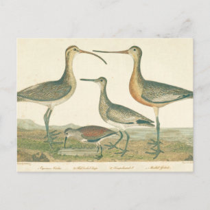 Carte Postale Oiseaux de marais Courlis Oiseaux