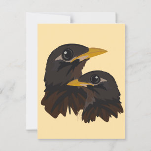 Carte Postale Oiseaux de Mina