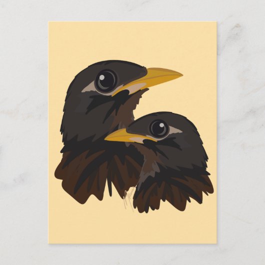 Carte Postale Oiseaux de Mina (Devant)