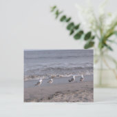 Carte Postale oiseaux de plage (Debout devant)