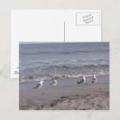 Carte Postale oiseaux de plage (Devant / Derrière)