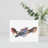Carte Postale Oiseaux de plumes 2011 (Debout devant)