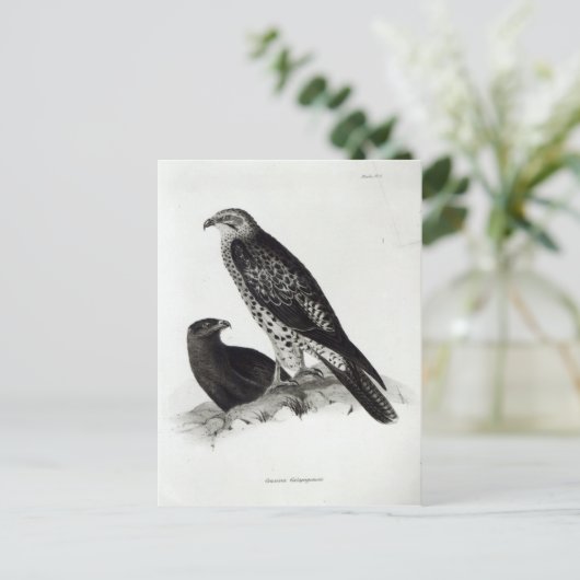 Carte Postale Oiseaux de Prey (Debout devant)