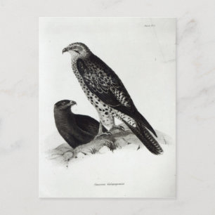 Carte Postale Oiseaux de Prey