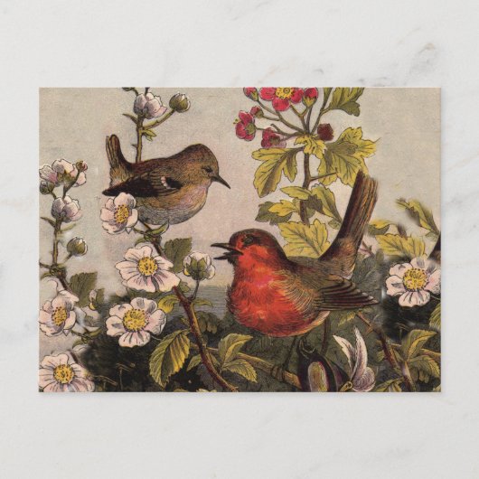 Carte Postale Oiseaux de printemps Robin Oiseaux rouges (Devant)