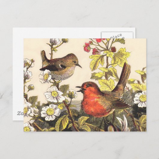 Carte Postale Oiseaux de printemps Robin Oiseaux rouges (Devant / Derrière)