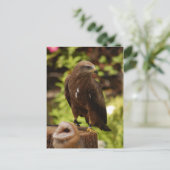 Carte Postale Oiseaux de proie (Debout devant)