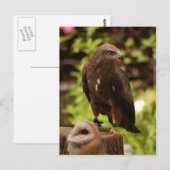 Carte Postale Oiseaux de proie (Devant / Derrière)