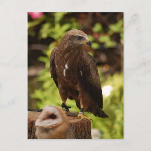 Carte Postale Oiseaux de proie (Devant)