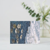 Carte Postale Oiseaux de rivage (Debout devant)