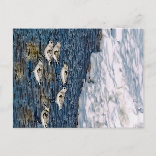 Carte Postale Oiseaux de rivage (Devant)