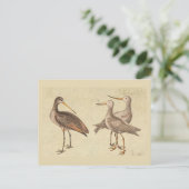 Carte Postale Oiseaux de rivage (Debout devant)