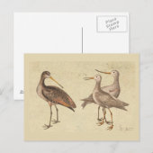 Carte Postale Oiseaux de rivage (Devant / Derrière)