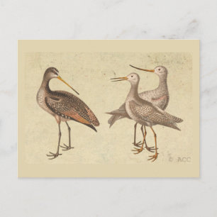 Carte Postale Oiseaux de rivage